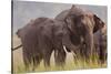 Indian Asian Elephant, Offering Grass, Corbett National Park, India-Jagdeep Rajput-Stretched Canvas