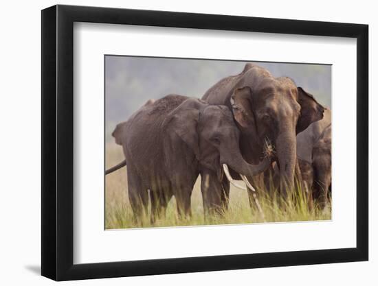 Indian Asian Elephant, Offering Grass, Corbett National Park, India-Jagdeep Rajput-Framed Premium Photographic Print