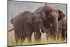 Indian Asian Elephant, Offering Grass, Corbett National Park, India-Jagdeep Rajput-Mounted Premium Photographic Print