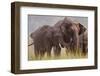 Indian Asian Elephant, Offering Grass, Corbett National Park, India-Jagdeep Rajput-Framed Photographic Print