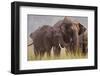 Indian Asian Elephant, Offering Grass, Corbett National Park, India-Jagdeep Rajput-Framed Photographic Print