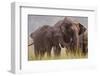 Indian Asian Elephant, Offering Grass, Corbett National Park, India-Jagdeep Rajput-Framed Photographic Print