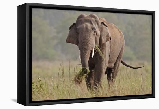 Indian Asian Elephant, Tusker, Feeding, Corbett National Park, India-Jagdeep Rajput-Framed Stretched Canvas