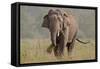 Indian Asian Elephant, Tusker, Feeding, Corbett National Park, India-Jagdeep Rajput-Framed Stretched Canvas