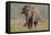 Indian Asian Elephant, Tusker, Feeding, Corbett National Park, India-Jagdeep Rajput-Framed Stretched Canvas