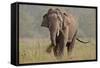 Indian Asian Elephant, Tusker, Feeding, Corbett National Park, India-Jagdeep Rajput-Framed Stretched Canvas