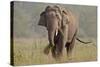 Indian Asian Elephant, Tusker, Feeding, Corbett National Park, India-Jagdeep Rajput-Stretched Canvas