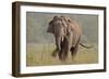 Indian Asian Elephant, Tusker, Feeding, Corbett National Park, India-Jagdeep Rajput-Framed Photographic Print