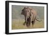 Indian Asian Elephant, Tusker, Feeding, Corbett National Park, India-Jagdeep Rajput-Framed Photographic Print