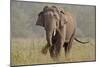 Indian Asian Elephant, Tusker, Feeding, Corbett National Park, India-Jagdeep Rajput-Mounted Photographic Print