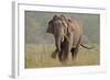 Indian Asian Elephant, Tusker, Feeding, Corbett National Park, India-Jagdeep Rajput-Framed Photographic Print