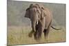 Indian Asian Elephant, Tusker, Feeding, Corbett National Park, India-Jagdeep Rajput-Mounted Photographic Print