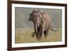 Indian Asian Elephant, Tusker, Feeding, Corbett National Park, India-Jagdeep Rajput-Framed Photographic Print