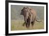 Indian Asian Elephant, Tusker, Feeding, Corbett National Park, India-Jagdeep Rajput-Framed Photographic Print