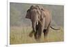 Indian Asian Elephant, Tusker, Feeding, Corbett National Park, India-Jagdeep Rajput-Framed Photographic Print