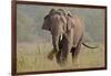 Indian Asian Elephant, Tusker, Feeding, Corbett National Park, India-Jagdeep Rajput-Framed Photographic Print