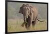 Indian Asian Elephant, Tusker, Feeding, Corbett National Park, India-Jagdeep Rajput-Framed Photographic Print