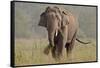 Indian Asian Elephant, Tusker, Feeding, Corbett National Park, India-Jagdeep Rajput-Framed Stretched Canvas