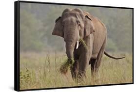 Indian Asian Elephant, Tusker, Feeding, Corbett National Park, India-Jagdeep Rajput-Framed Stretched Canvas