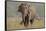 Indian Asian Elephant, Tusker, Feeding, Corbett National Park, India-Jagdeep Rajput-Framed Stretched Canvas