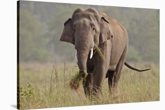 Indian Asian Elephant, Tusker, Feeding, Corbett National Park, India-Jagdeep Rajput-Stretched Canvas