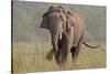 Indian Asian Elephant, Tusker, Feeding, Corbett National Park, India-Jagdeep Rajput-Stretched Canvas