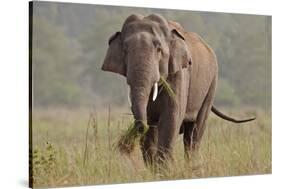 Indian Asian Elephant, Tusker, Feeding, Corbett National Park, India-Jagdeep Rajput-Stretched Canvas