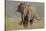 Indian Asian Elephant, Tusker, Feeding, Corbett National Park, India-Jagdeep Rajput-Stretched Canvas