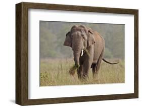 Indian Asian Elephant, Tusker, Feeding, Corbett National Park, India-Jagdeep Rajput-Framed Photographic Print