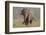 Indian Asian Elephant, Tusker, Feeding, Corbett National Park, India-Jagdeep Rajput-Framed Photographic Print