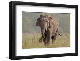 Indian Asian Elephant, Tusker, Feeding, Corbett National Park, India-Jagdeep Rajput-Framed Photographic Print