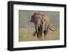 Indian Asian Elephant, Tusker, Feeding, Corbett National Park, India-Jagdeep Rajput-Framed Photographic Print