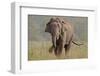 Indian Asian Elephant, Tusker, Feeding, Corbett National Park, India-Jagdeep Rajput-Framed Photographic Print