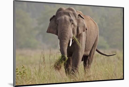 Indian Asian Elephant, Tusker, Feeding, Corbett National Park, India-Jagdeep Rajput-Mounted Photographic Print