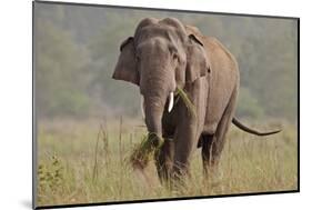 Indian Asian Elephant, Tusker, Feeding, Corbett National Park, India-Jagdeep Rajput-Mounted Photographic Print