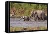 Indian Asian Elephants, Crossing the River Ramganga, Corbett NP, India-Jagdeep Rajput-Framed Stretched Canvas