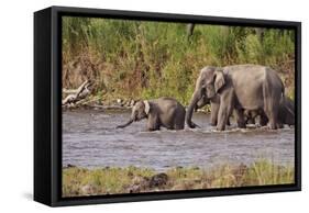 Indian Asian Elephants, Crossing the River Ramganga, Corbett NP, India-Jagdeep Rajput-Framed Stretched Canvas