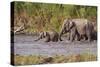 Indian Asian Elephants, Crossing the River Ramganga, Corbett NP, India-Jagdeep Rajput-Stretched Canvas