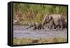 Indian Asian Elephants, Crossing the River Ramganga, Corbett NP, India-Jagdeep Rajput-Framed Stretched Canvas
