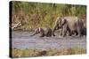 Indian Asian Elephants, Crossing the River Ramganga, Corbett NP, India-Jagdeep Rajput-Stretched Canvas