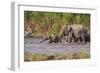 Indian Asian Elephants, Crossing the River Ramganga, Corbett NP, India-Jagdeep Rajput-Framed Photographic Print