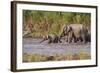 Indian Asian Elephants, Crossing the River Ramganga, Corbett NP, India-Jagdeep Rajput-Framed Photographic Print