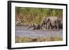 Indian Asian Elephants, Crossing the River Ramganga, Corbett NP, India-Jagdeep Rajput-Framed Photographic Print