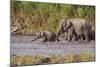 Indian Asian Elephants, Crossing the River Ramganga, Corbett NP, India-Jagdeep Rajput-Mounted Photographic Print