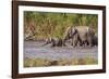 Indian Asian Elephants, Crossing the River Ramganga, Corbett NP, India-Jagdeep Rajput-Framed Photographic Print