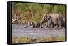 Indian Asian Elephants, Crossing the River Ramganga, Corbett NP, India-Jagdeep Rajput-Framed Stretched Canvas