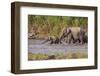 Indian Asian Elephants, Crossing the River Ramganga, Corbett NP, India-Jagdeep Rajput-Framed Premium Photographic Print