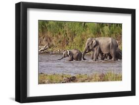 Indian Asian Elephants, Crossing the River Ramganga, Corbett NP, India-Jagdeep Rajput-Framed Premium Photographic Print