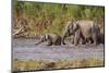 Indian Asian Elephants, Crossing the River Ramganga, Corbett NP, India-Jagdeep Rajput-Mounted Premium Photographic Print