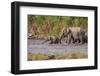 Indian Asian Elephants, Crossing the River Ramganga, Corbett NP, India-Jagdeep Rajput-Framed Photographic Print